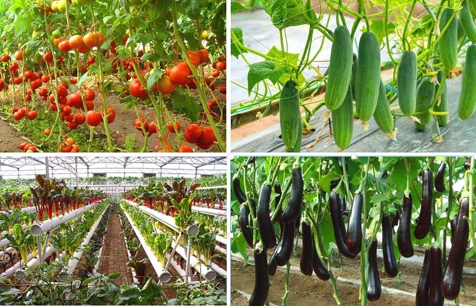 Polycarbonate Sheet PC Sheet Greenhouse for Tomato Cucumber Watermelon