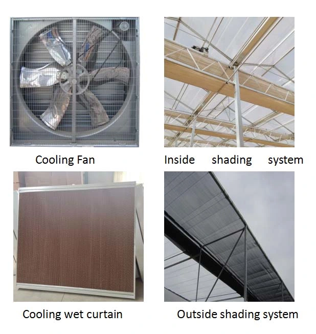 Multi-Span PC Sheet Garden Greenhouse with Hydroponic Growing Systems