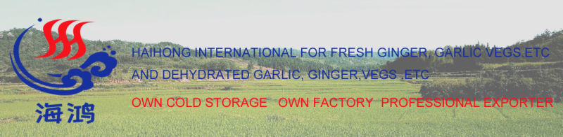 Garlic Powder Air Dried Garlic Powder 100-120mesh