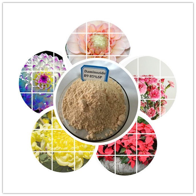 Effective Agrochemicals Product Palm Tree Growth Retardant Daminozide B9 85%Sp