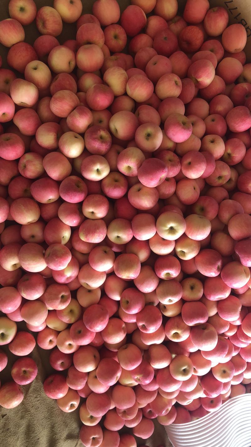 Blush Red Color Sweet FUJI Apple