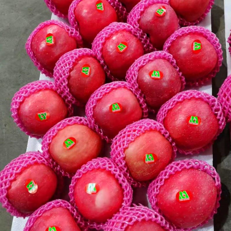 Washed Machine Packed Blush Red FUJI Apples
