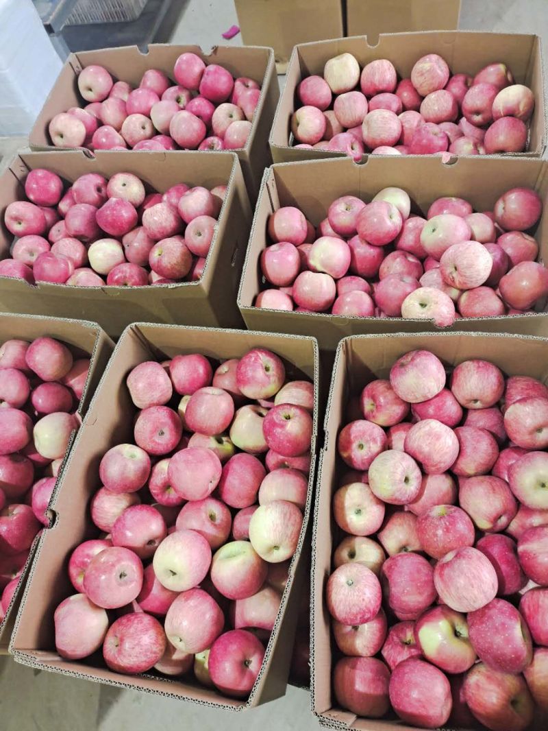 Sweet Blush Red Color FUJI Apple