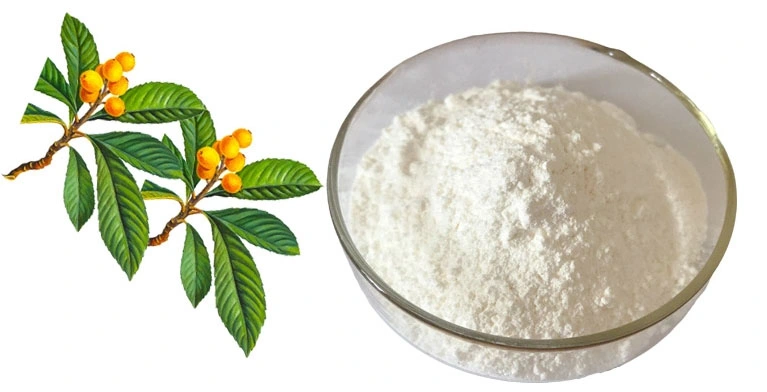 High Purity Pharmaceutical Natural Loquat Leaf Extract Ursolic Acid