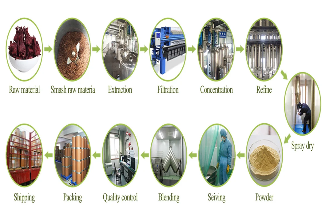 Angelica Extract Angelica Sinensis Ligustilide 1% 10: 1 Powder Rhizome Extract