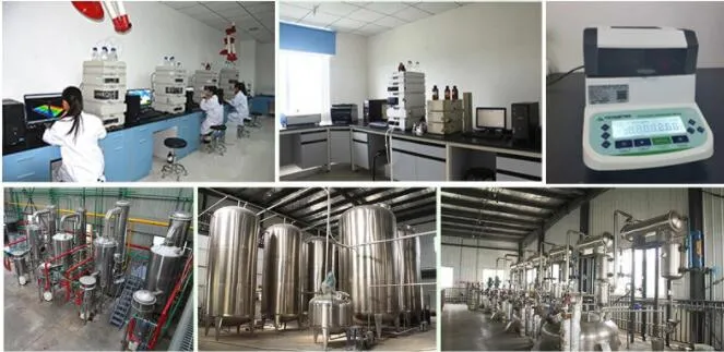 Chinese Herb Medicine Scutellaria Root Extract Powder Baicalin 85%