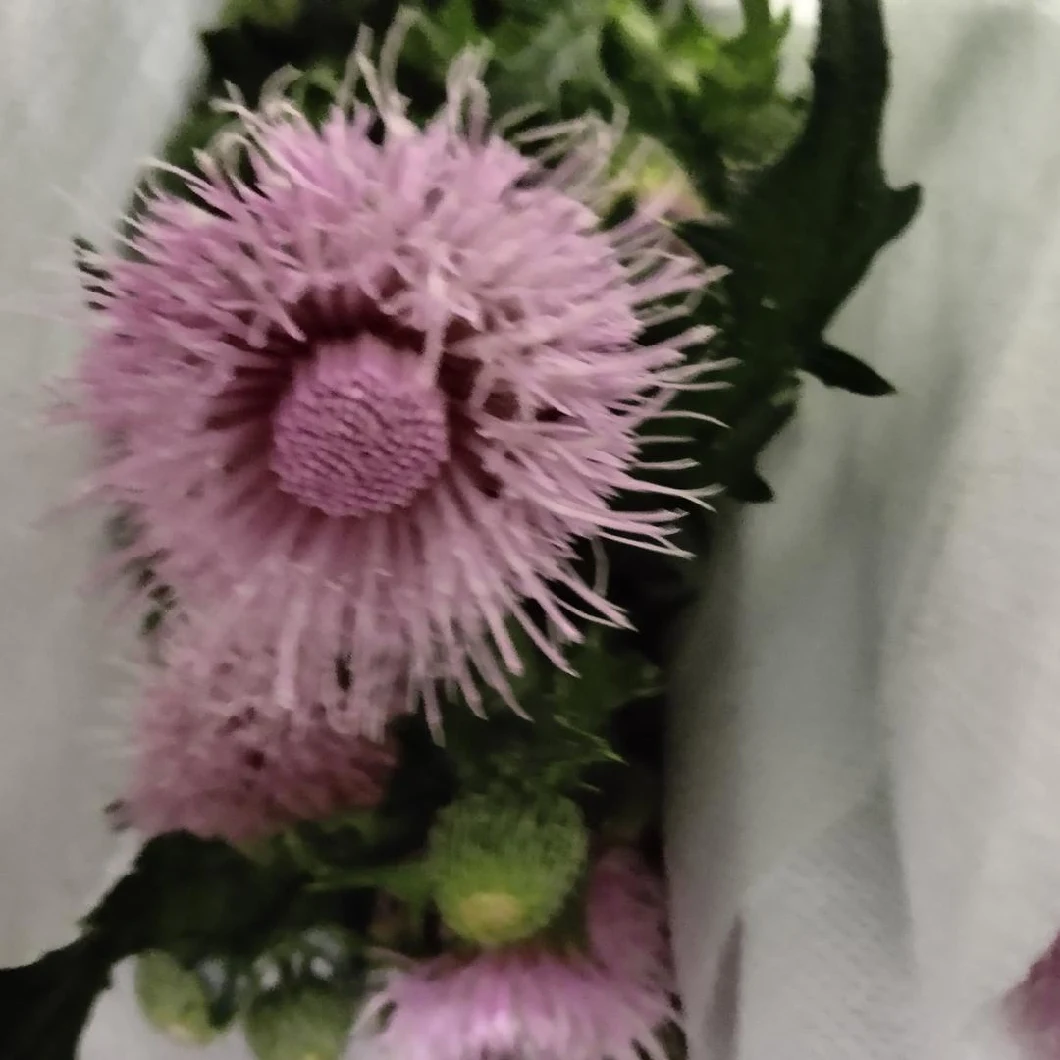 Fresh Real Flowers Processing Type Flower Fresh Cut Flower Longan Flos for Decoration