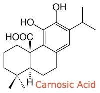 100% Natural Rosmarinic Acid/ Carnosic Acid/ Ursolic Acid/ Rosemary Extract