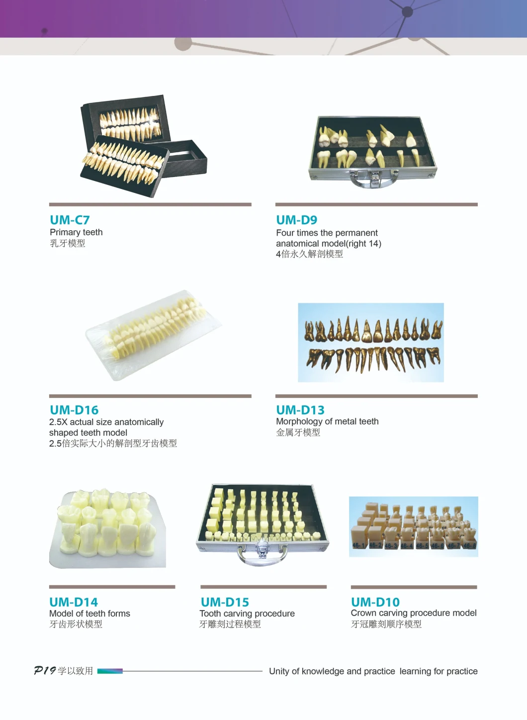 2021 Hot Sale Dental Tooth Model and Implant Model