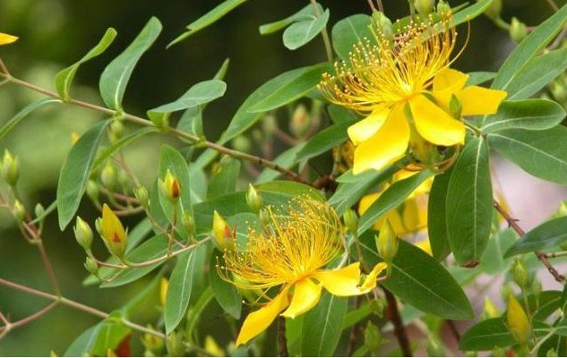 100% Natural Hypericum Perforatum Extract Hypericin 0.3% / Hyperoside Powder CAS 548-04-9