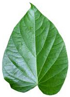 Vanuatu Kava Root Pure Powder for Cosmetic Industry