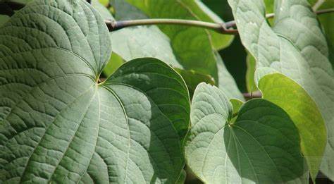 Vanuatu Kava Root Pure Powder for Cosmetic Industry