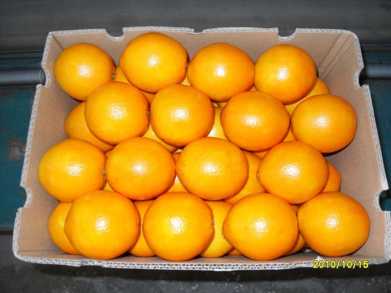 Chinese New Crop Fresh Fruits Fresh Navel Orange