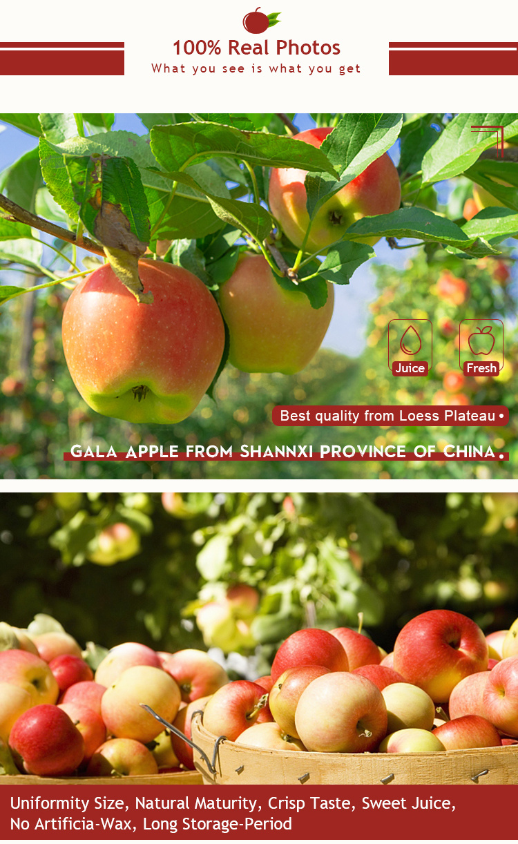 Fresh Fruit Sweet Juicy Royal Gala Apple