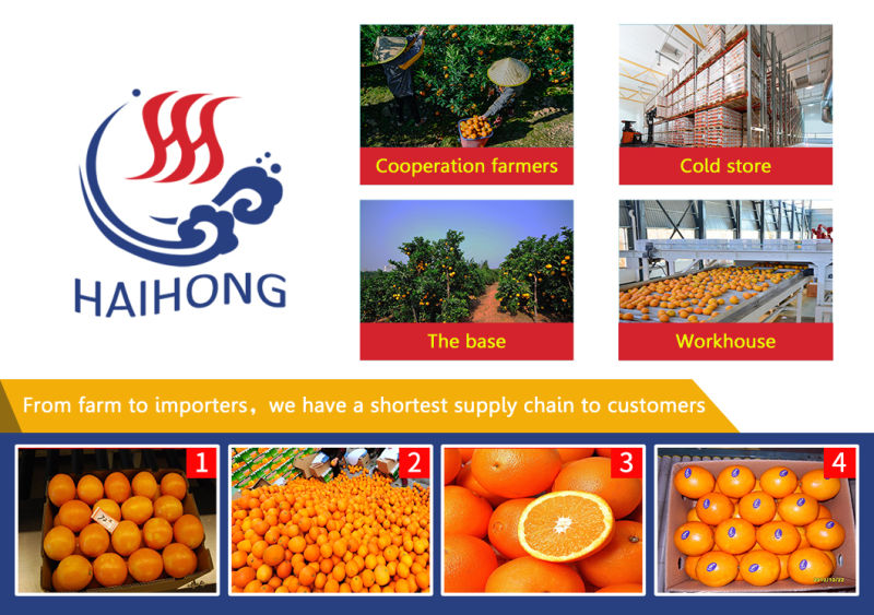 Chinese New Crop Fresh Fruits Fresh Navel Orange