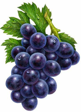 Cold Pressed Extra Virgin Grape Seed Oil at Favorable Price