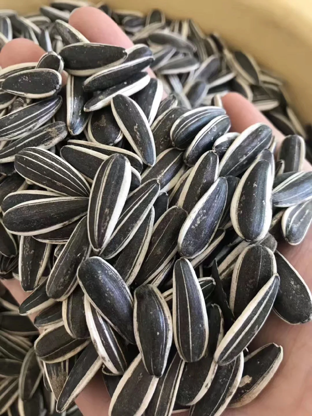 2020 Crop Top Quality Xinjiang Origin Sunflower Seeds /Pumpkin Seed