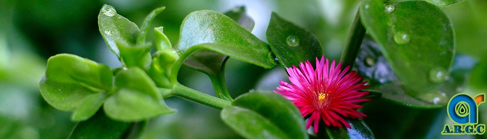 Factory Supplier Andrographolide Extract /Andrographis Paniculata P. E. Andrographolide 95%