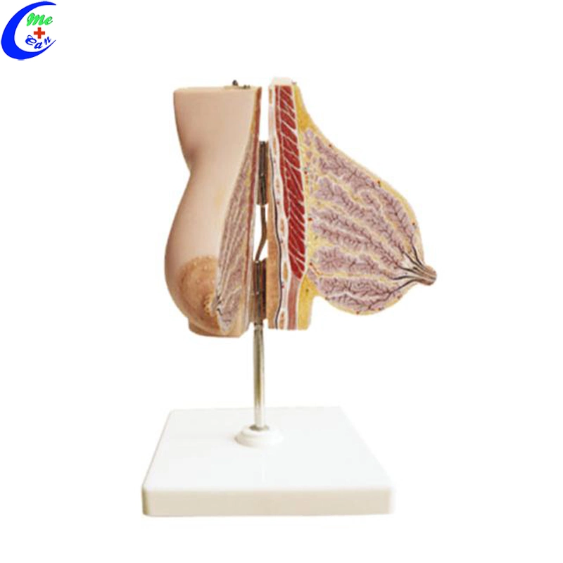 Medical Female Breast Anatomical Education Models