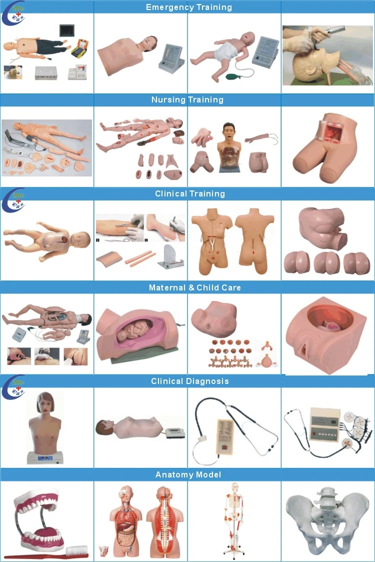 Medical Female Breast Anatomical Education Models