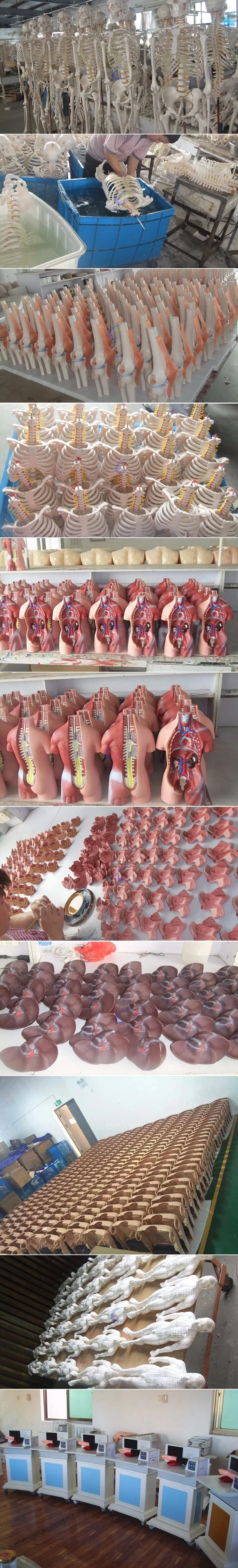 Medical Female Breast Anatomical Education Models