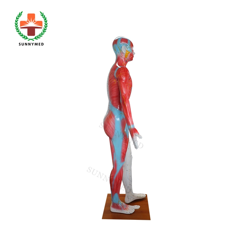 Sy-N022 178cm Acupuncture Human Body Model for Teaching Acupuncture