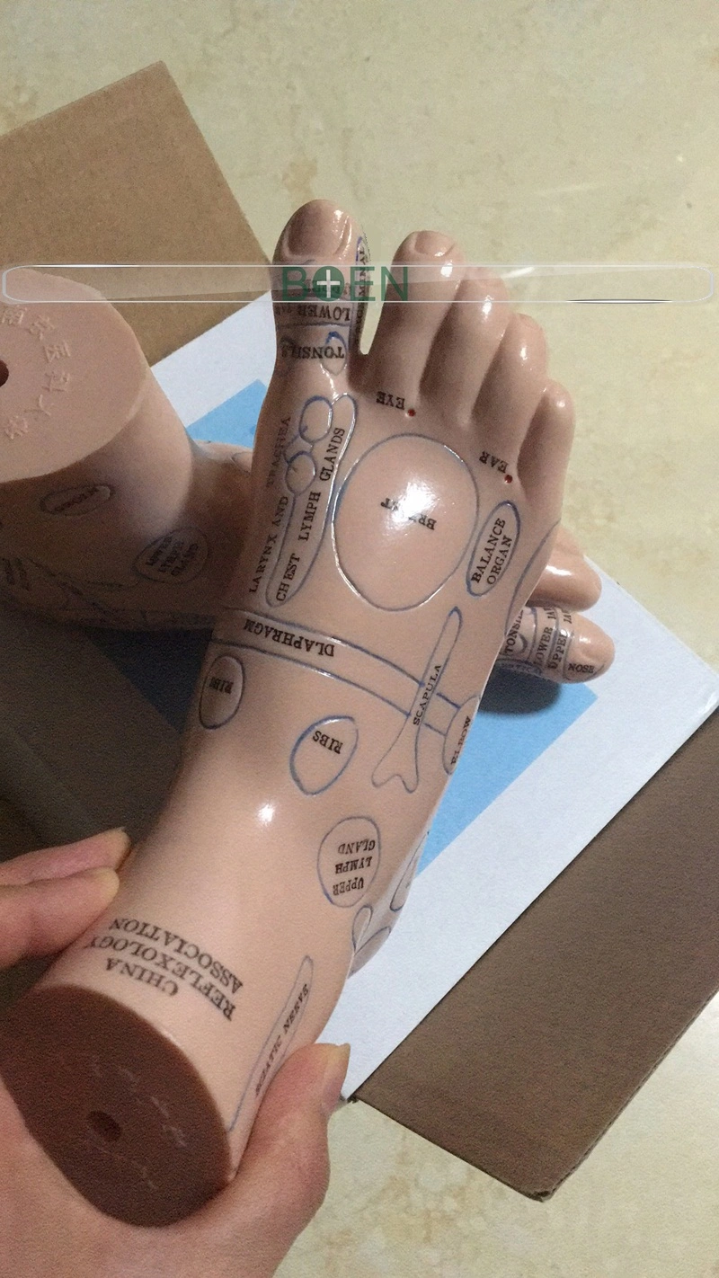 13cm Foot Acupuncture Model with Acupoints /Acupuncture Point for Medical Teaching