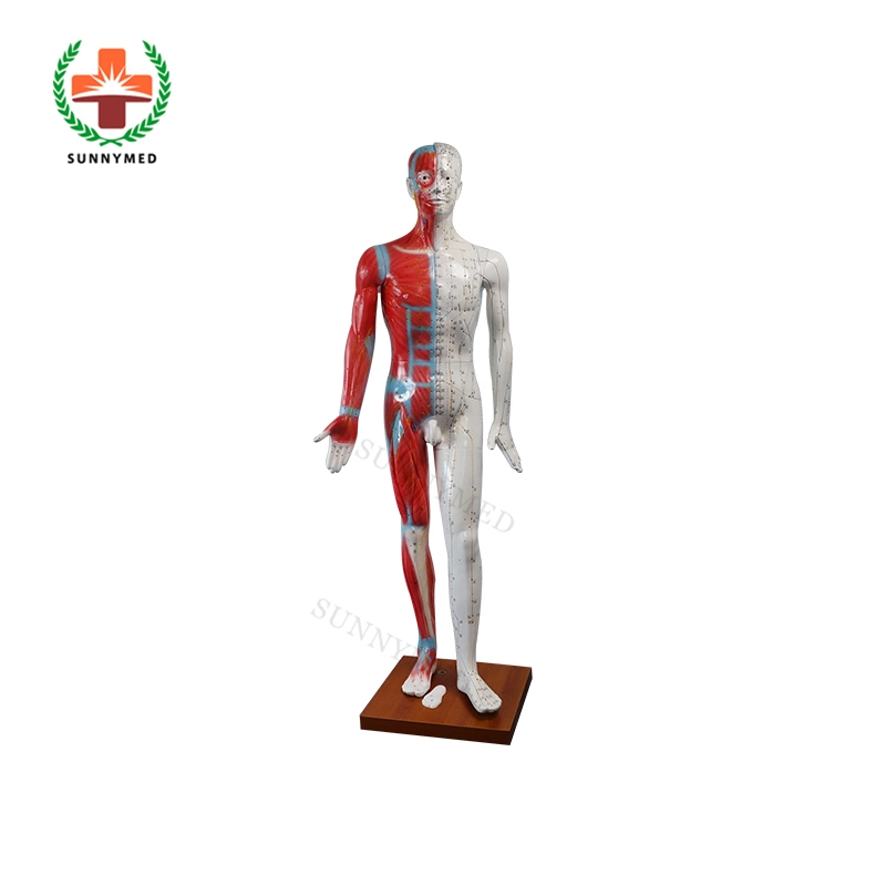 Sy-N022 178cm Acupuncture Human Body Model for Teaching Acupuncture