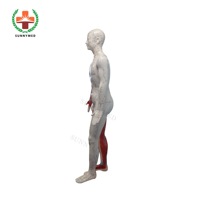 Sy-N022 178cm Acupuncture Human Body Model for Teaching Acupuncture