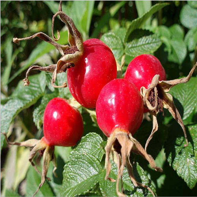 Acanthopanax Senticosus Bark Extract Siberian Ginseng Root Extract Powder Siberian Ginseng Extract 20: 1