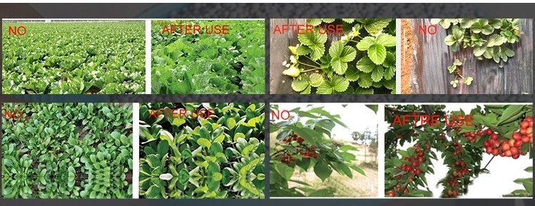 High Quality Enzyme Seaweed Extract Powder Organic Fertilizer