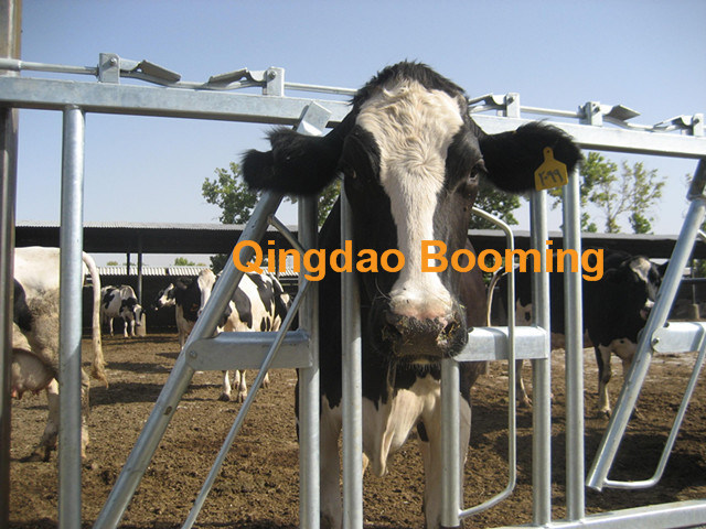 Hot Dipped Galvanized Cattle Headlock Panels