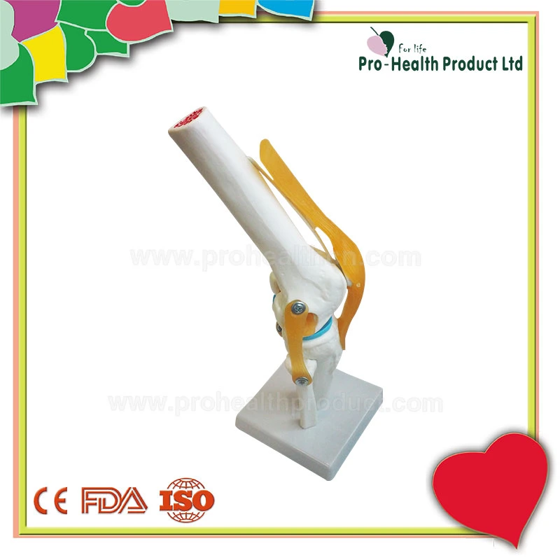 With Ligament Human Knee Joint Model