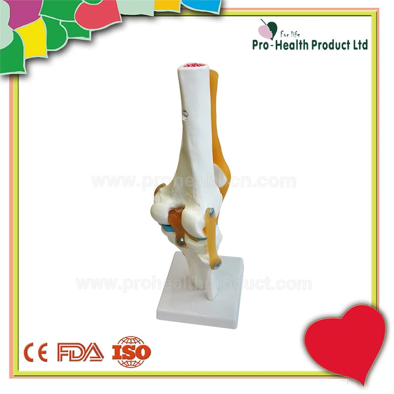 With Ligament Human Knee Joint Model