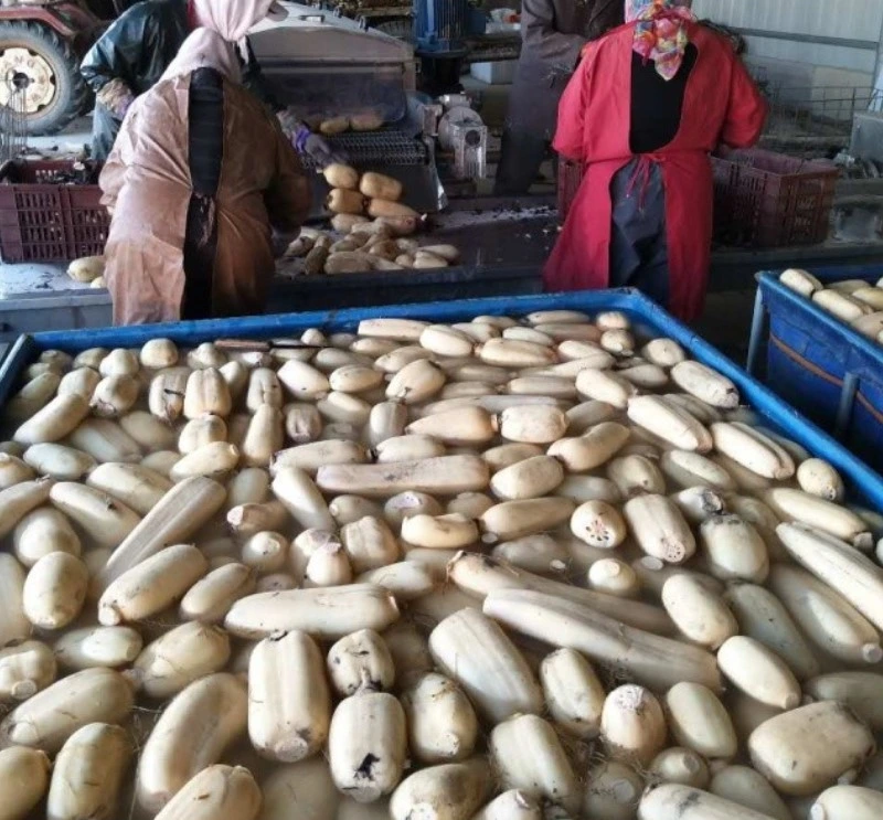 Lotus Root Halal Slice Diced Cut Cheap Prices Lotus Root