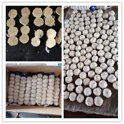 Wholesale Fresh Garlic / Fresh White Garlic / Fresh Garlic Price