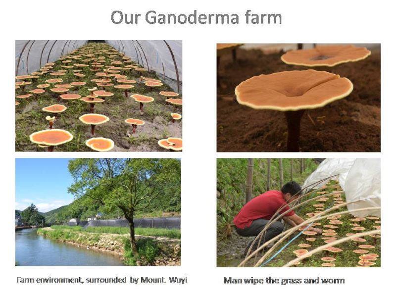 Mushroom Mixes Shiitake Maitake Reishi Ten Mushroom Complex Capsule