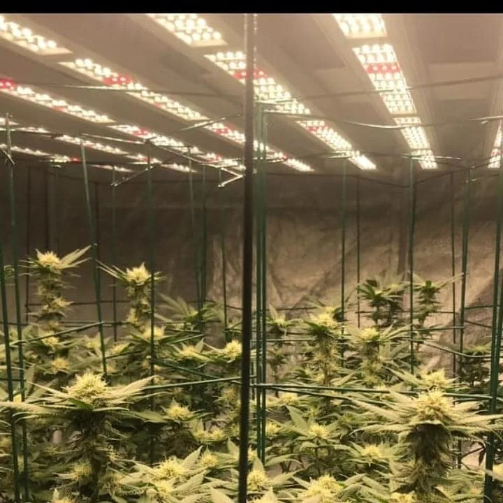 35W LED PAR Full Spectrum Grow Work Light for Home Grower Tent to Supplement Lighting CREE LG Chips