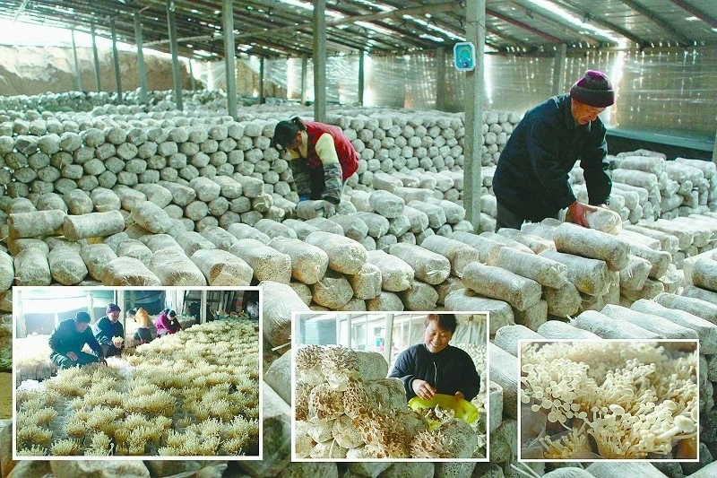 Edible Fungi Canned Instant Enoki Mushroom