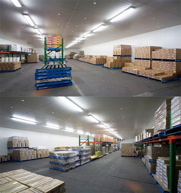 Frozen Squid Bait Bulk Fresh Fruit Fast Freezing Walk in Cooler Cold Storage Beef