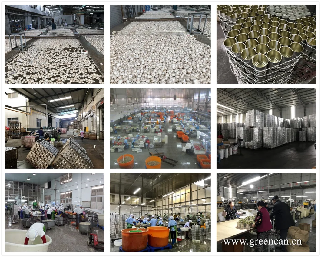 Premium Quality Mushroom Canned Golden Mushroom OEM with Factory Price
