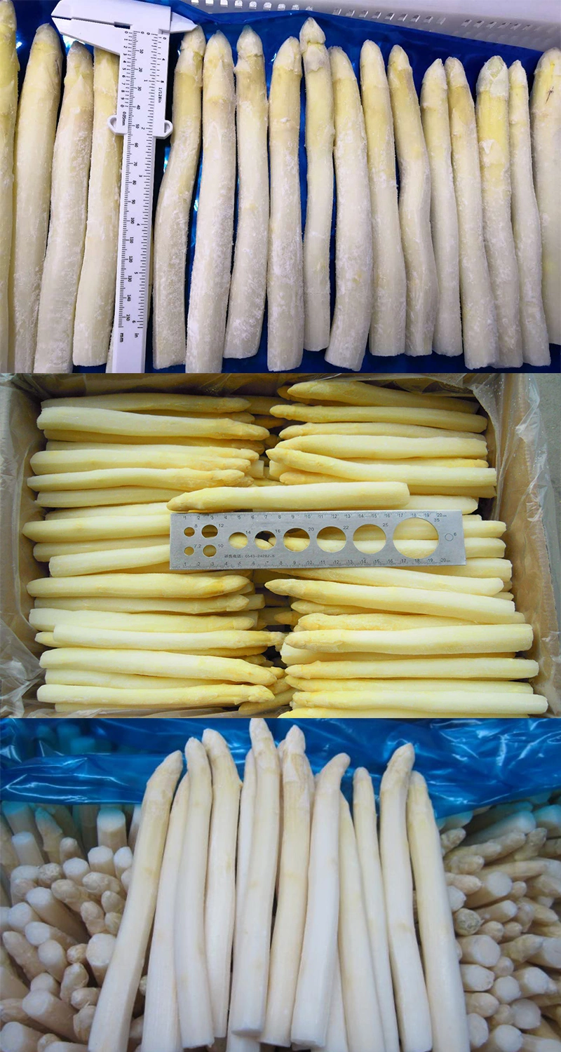 IQF Freezing Fresh White Asparagus