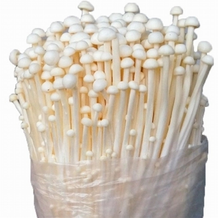 Enoki Mushroom Golden Needle Mushroom in Glass Jar