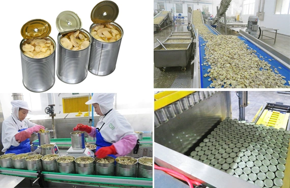 Mushroom Straw Mushroom in Can