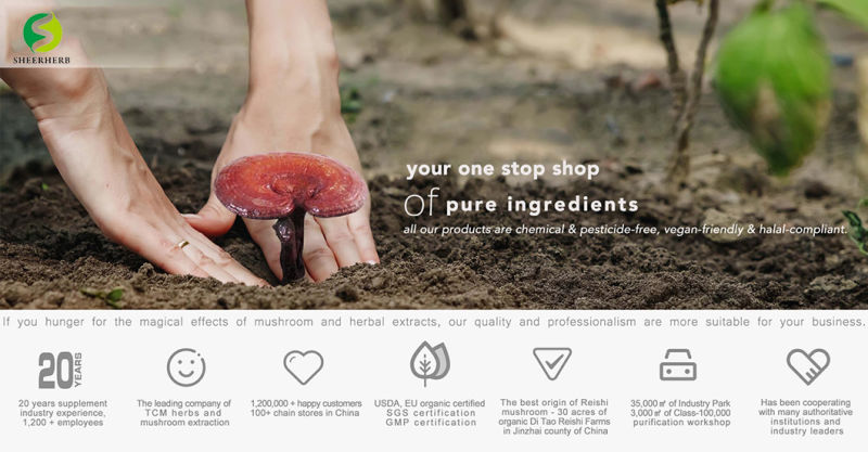 Natural Herbal Extract Ganoderma Reishi Mushroom Extract Powder Reishi Mushroom