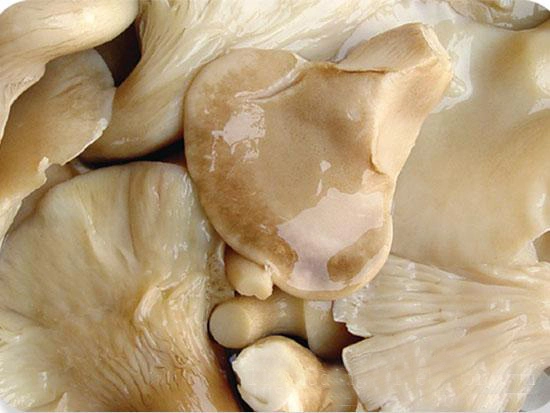 Mushroom Canned Abalone Mushroom with OEM Brand