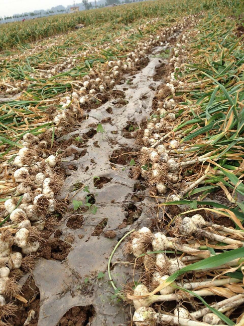 Wholesale Fresh Garlic / Fresh White Garlic / Fresh Garlic Price