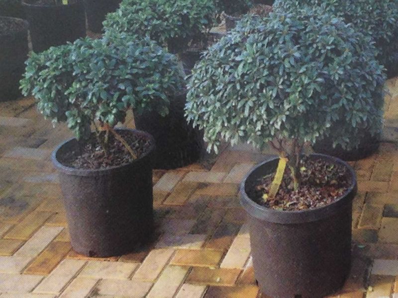 23L Durable and Anti-UV Plastic Flower Pot (5.8 Gallon volume)