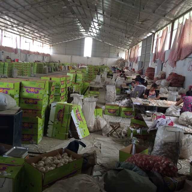 Wholesale Fresh Garlic / Fresh White Garlic / Fresh Garlic Price