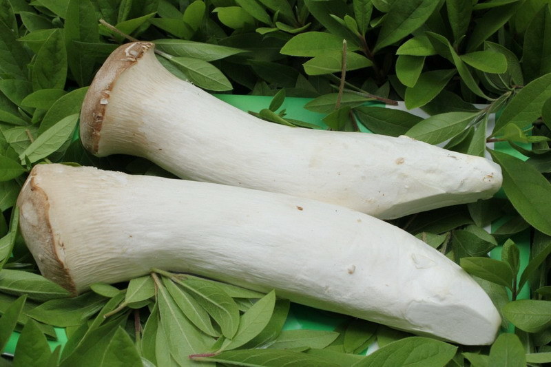 Good Quality Oyster Mushrooms Canned Oyster Mushroom